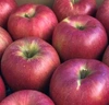 〈訳あり〉さむさわのりんご10月上旬～ シナノスイート ３キロ 9～13玉