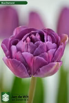 【チューリップ切り花】八重咲パープル色　ブルーダイヤモンド１０本