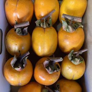 西条柿 1.2kg 11個 お試し※送料無料※橋本市ふるさと便