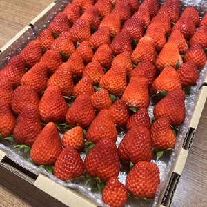 サマーリリカル　バラ詰め（業務サンド用）