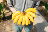 ご注文後2～5日以内発送　グロスミッチェル種。美バナナ使用　『美バナナジャム』