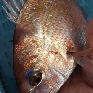 鮮度抜群・とれたて発送！　☆唐津産とれたて天然真鯛☆