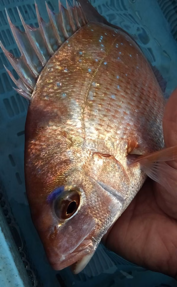 鮮度抜群・とれたて発送！　☆唐津産とれたて天然真鯛☆