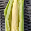 福岡県産【ヒゲまで美味しい】ヤングコーン  