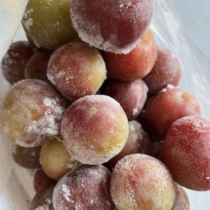 【冷凍】　自然栽培　ミラベル　非常に珍しいフランスの果樹　プラム　すもも