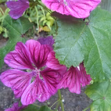 祇園ぱせりが大好き