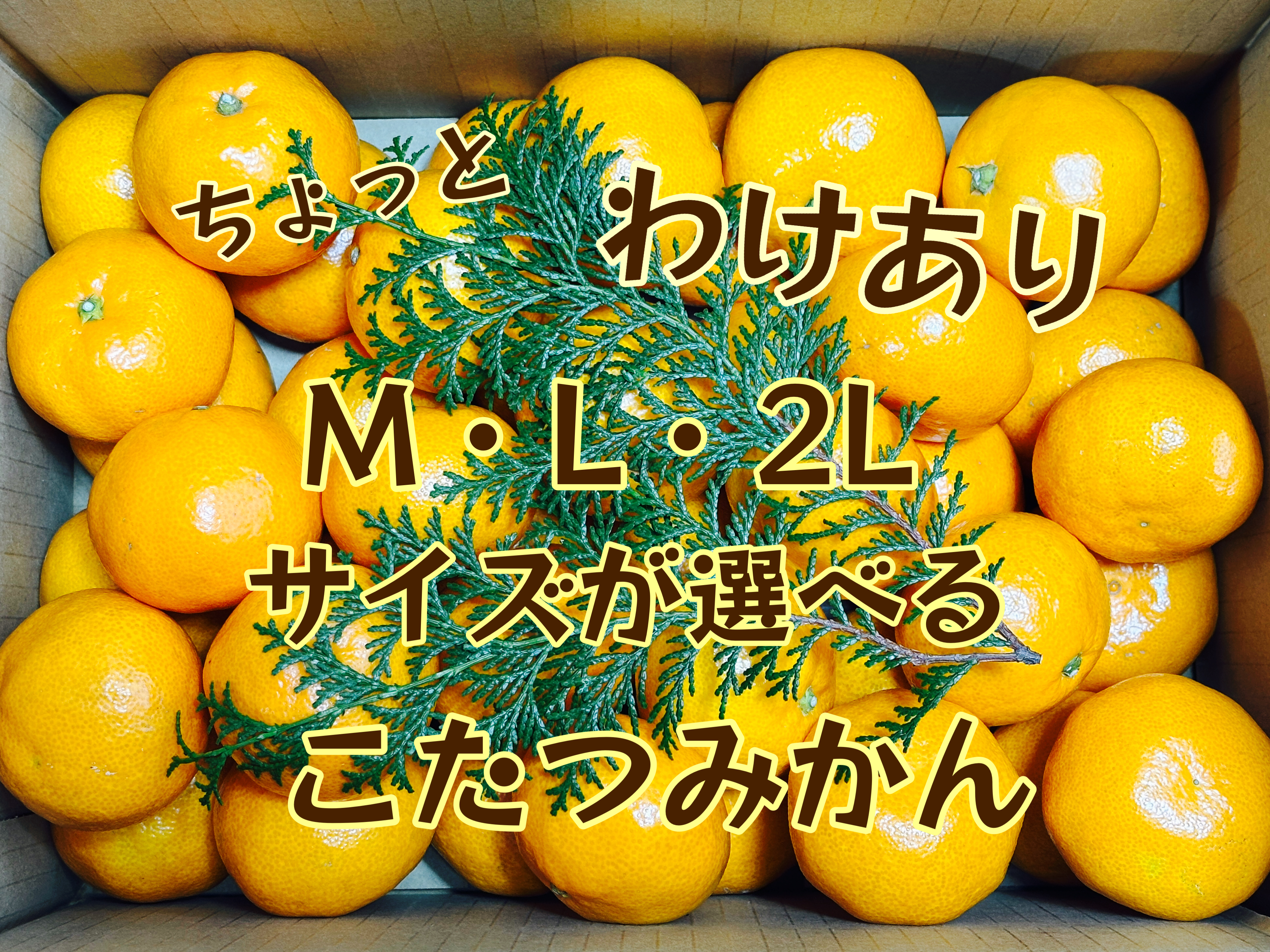 こたつみかん M・L・2Lサイズが選べる！ 5㌔・10㌔箱込｜みかんの商品