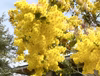 【ミモザ10本】ふわふわ咲き始めました！順次出荷中！