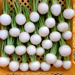 【ワケあり】イタリア原産･砂床育ちのサラダ小カブ(農薬不使用)