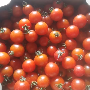 濃厚なミニトマト　孫もぱくぱく手がとまらない！
