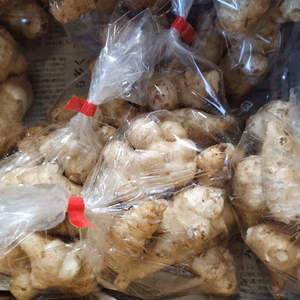 【なべくら高原産】雪や寒さにあたり甘み増しマシなキクイモ！ヘルシーな健康野菜