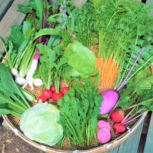 [定期購入] 野菜ボックス Ｓ・Mサイズ