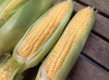 【訳ありお買い得】甘生とうもろこし!!朝採り《ゴールドラッシュ》スイートコーン