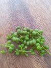 実山椒　天然、肥料農薬不使用　ネコポス対応