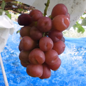 トウジさん専用　シナノゴールド3キロ　マイハート５房