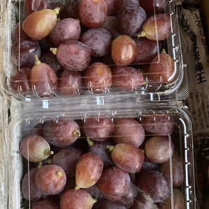 訳あり粒つぶパック超希少新品種富士の輝き　500g×2p 1キロ分　シャインの子