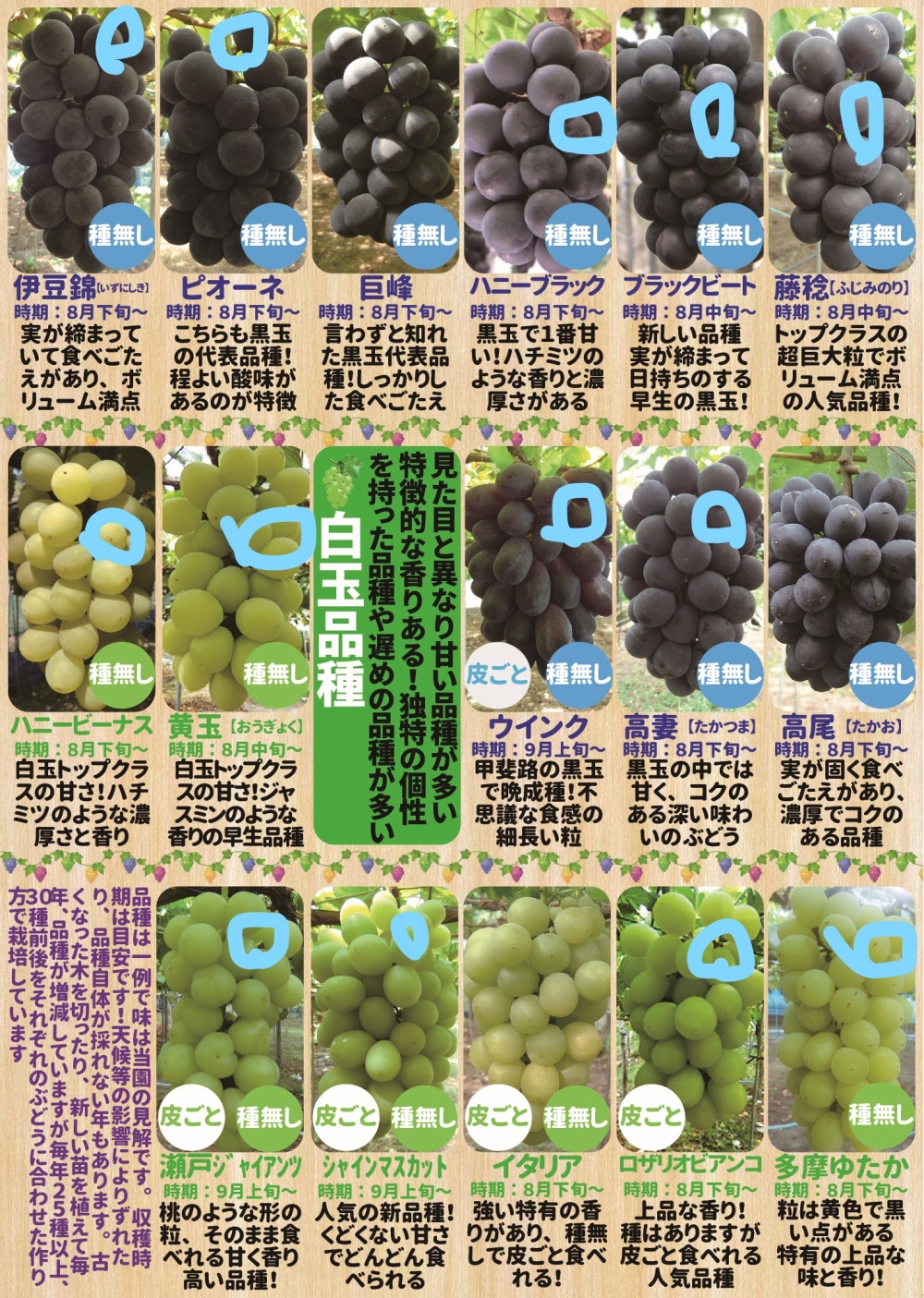 山形県産高級ぶどうシャインマスカット ロザリオビアンコの食べ比べ 農家漁師から産地直送の通販 ポケットマルシェ