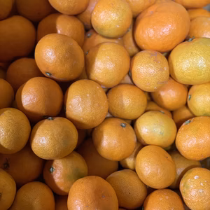 島の早生みかん