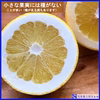 【小玉】天草の文旦 パール柑-大-