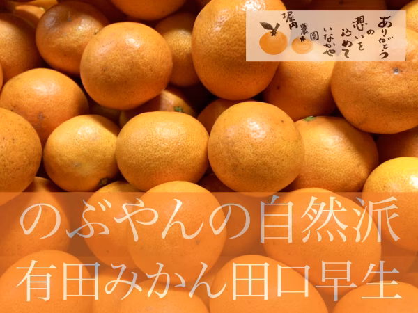 のぶやんの自然派有田みかん田口早生 5kg箱