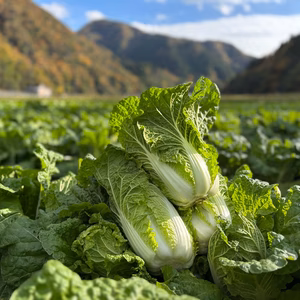 【霜降りミニ白菜】　兵庫県香美町産「ミニ白菜」