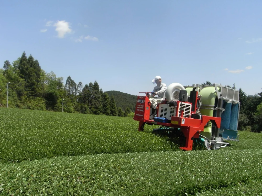 奥八女星野茶　煎茶VS白折飲み比べ