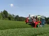 奥八女星野茶　煎茶VS白折飲み比べ