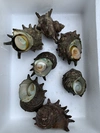 漁師直送！！サザエ &ナマコ　セット　天然物　海産物　海鼠　