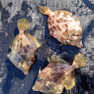 【天然】カワハギ！