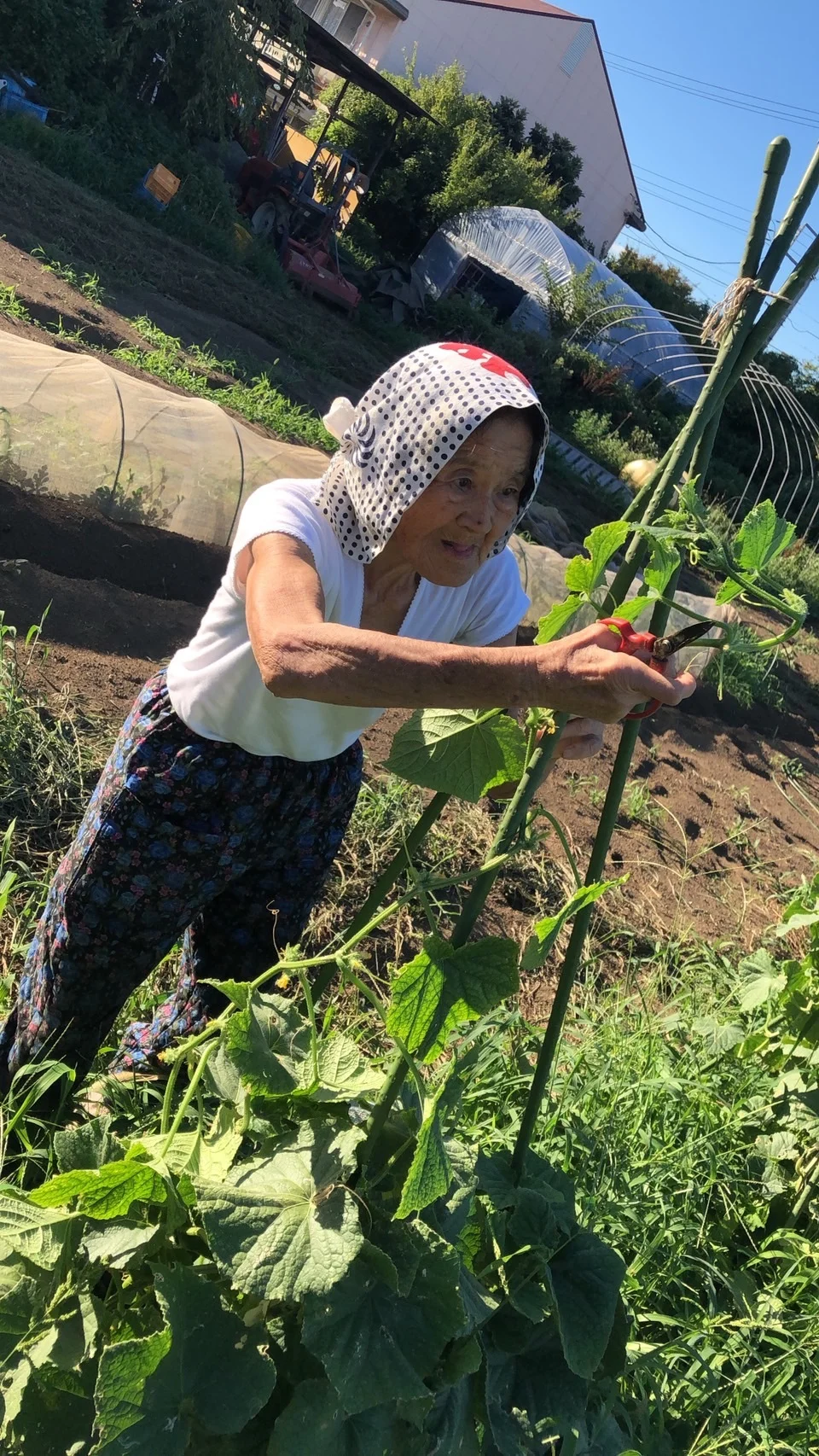 農業体験✨✨自分で作れる野菜キットつき✨✨２名様～｜野菜の商品詳細