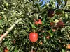〈贈答用〉8月下旬～さむさわのりんご サンつがる 5キロ14～18玉 長野県産 