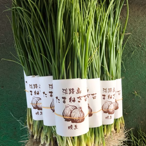 淡路島産　玉ねぎ苗　4束　400本　晩生　もみじ3号