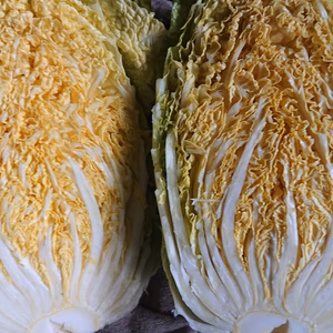 【群馬県知事出演！特別商品】冬野菜5品セット