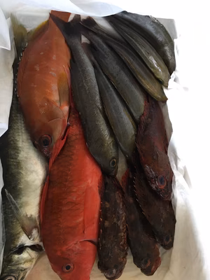 みんなの投稿の画像