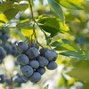 甘くて皮がやわらかな品種だけの樹上完熟冷凍ブルーベリー＜バルドウィン＞2025