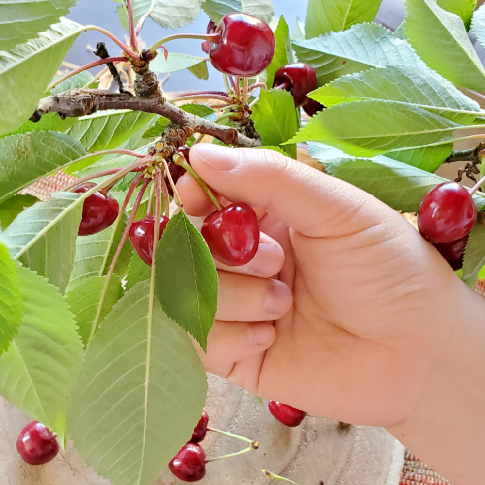 バックナンバー]父の日に思い出を｡丹波の銘柄鶏でおうち居酒屋し