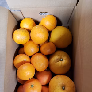 総量約４㌔セット　ブラッドオレンジ、河内晩柑、清見、カラマンダリン