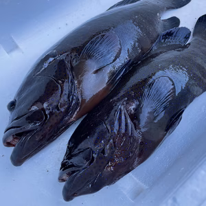 【魚突き】動画あり　アオノメハタ1.3kg 800g 鱗、内臓処理済