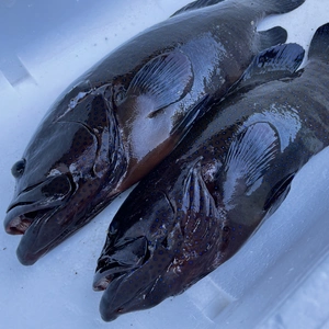 【魚突き】動画あり　アオノメハタ1.3kg 800g 鱗、内臓処理済