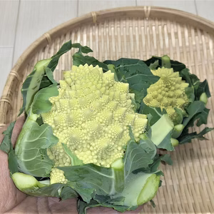ロマネスコ(特別依頼品）　農薬不使用（無農薬）栽培