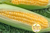 【朝採り】トウモロコシ「ゴールドラッシュ」13本【国分グリーンファーム】