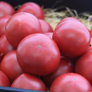 【極上】【果実の味わい】甘みとうま味が濃縮水切 高糖度フルーツトマト