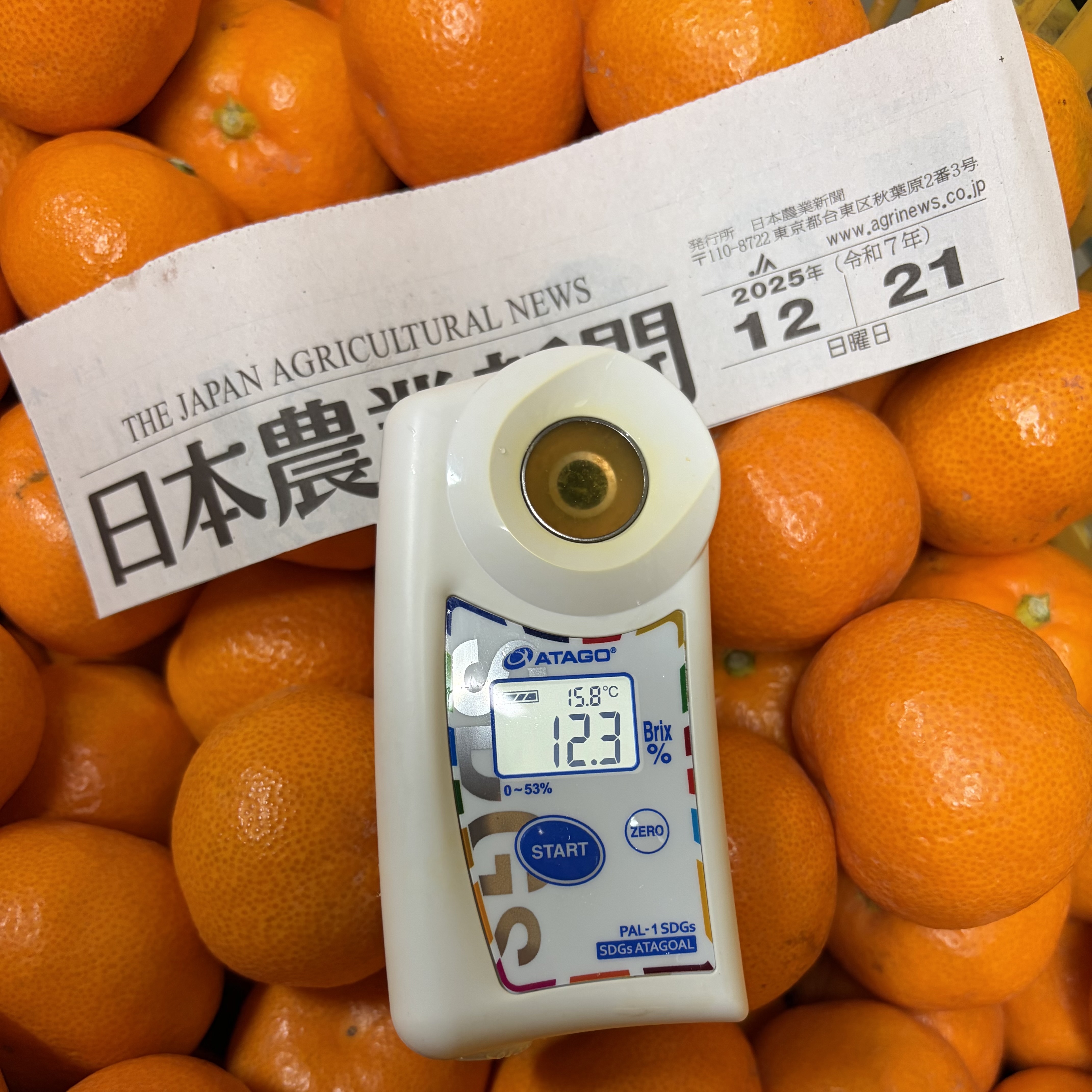 温州みかん [試価格]箱込1kg