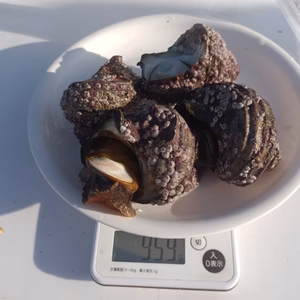 日向灘細島獲れ天然特大活サザエ4個約1kg