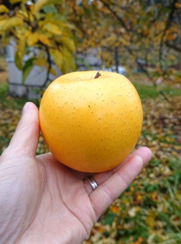 シナノゴールド☆小玉価格☆いいことたくさんSSサイズ♪