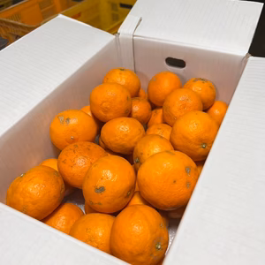 訳あり!! カラマンダリン 見た目はどうでもいいの、、、