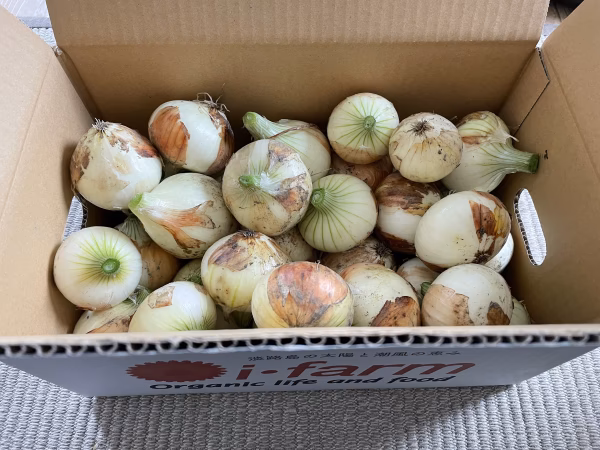 【淡路島産】農薬化学肥料不使用 新玉ねぎ