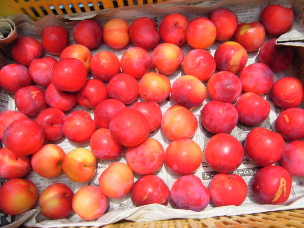 (加工用 小粒) 自然栽培　すもも（プラム）大石早生　農薬不使用 