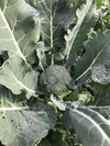 2020秋冬”旬”野菜せっと（8品）【農薬、化学肥料なし】
