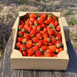 小粒をドーンと2000g！加工用バラ詰めいちご（とちおとめ）